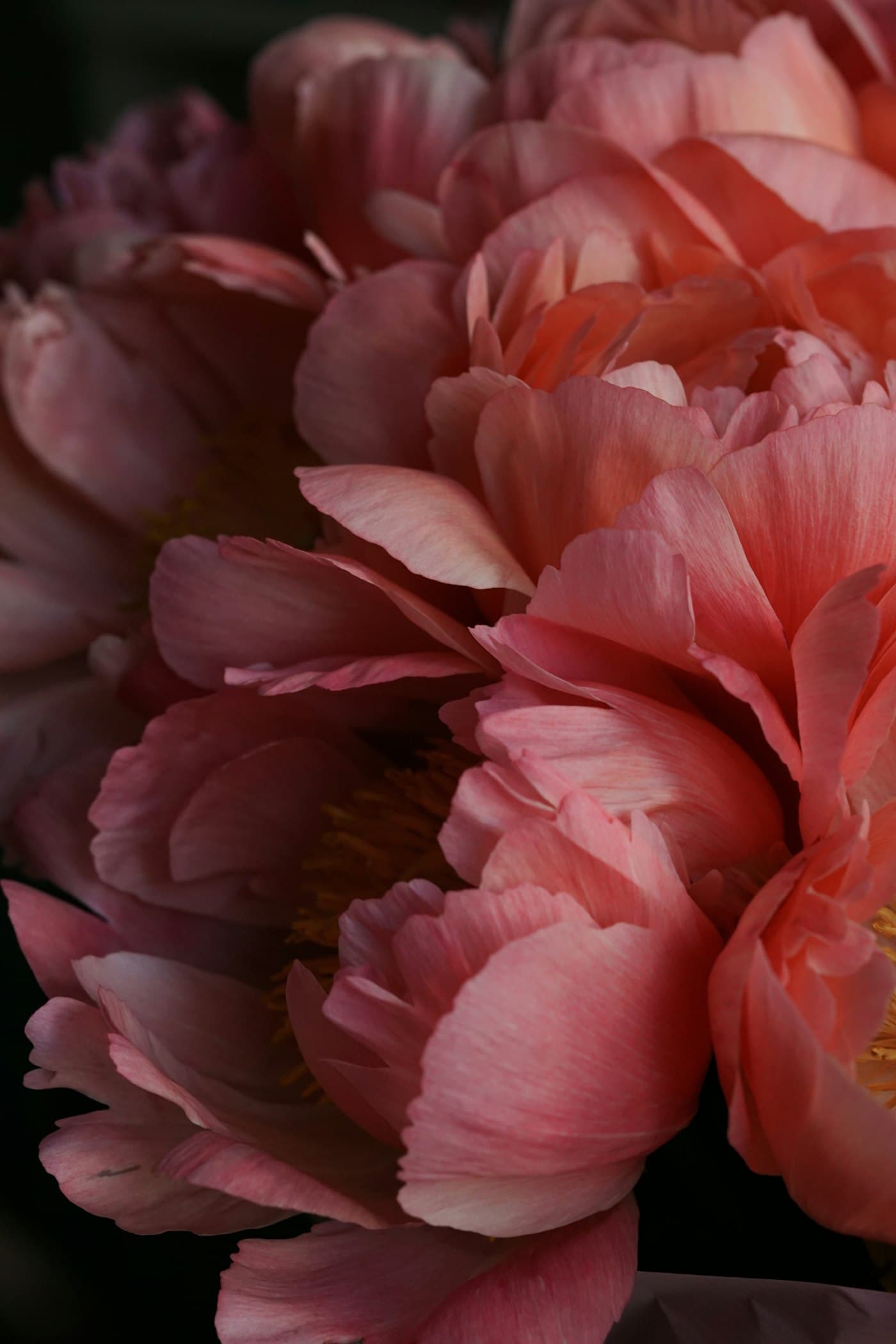 Peonies in deep pink, close up